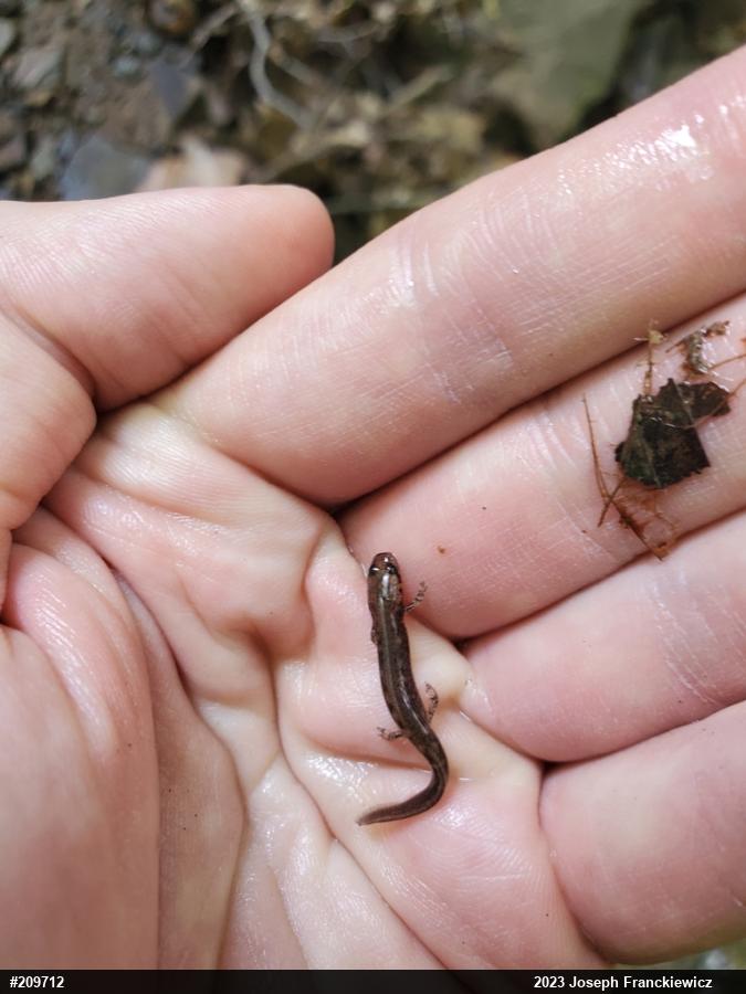 Northern Two-lined Salamander