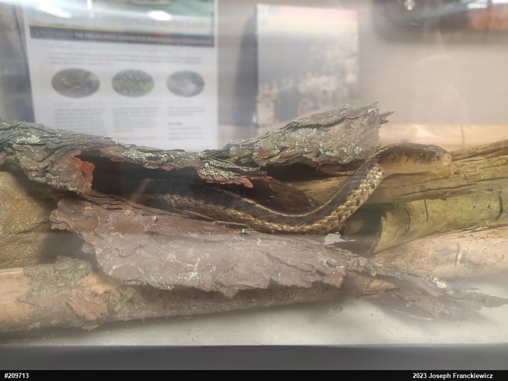 Eastern Gartersnake