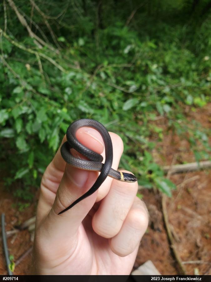 Northern Ring-necked Snake
