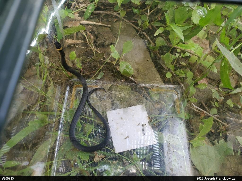 Northern Ring-necked Snake