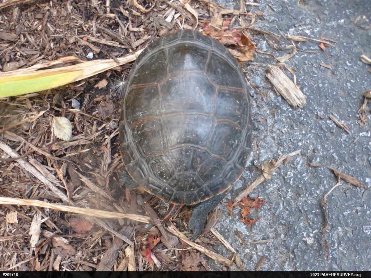 Eastern Painted Turtle