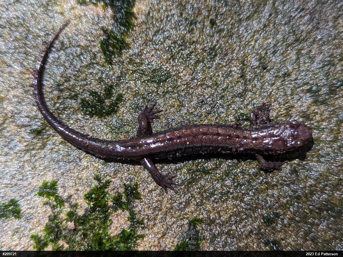 Allegheny Mountain Dusky Salamander