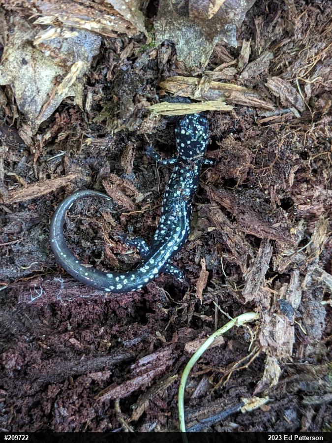 Northern Slimy Salamander