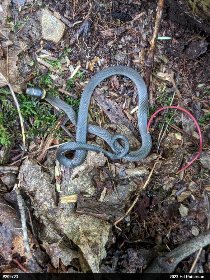 Northern Ring-necked Snake