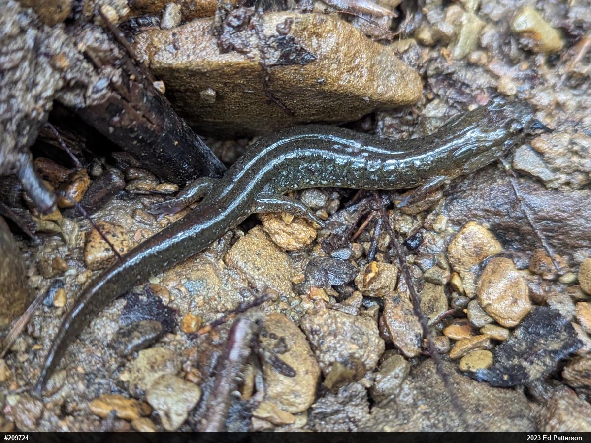 Northern Dusky Salamander