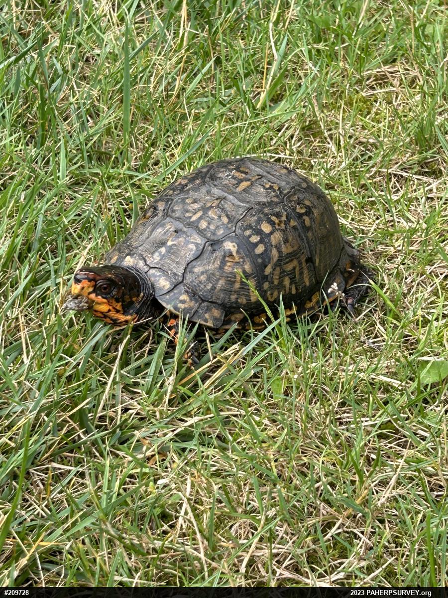 Eastern Box Turtle