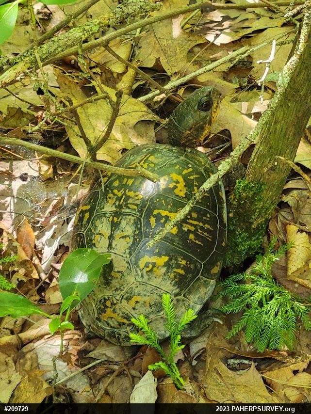 Eastern Box Turtle