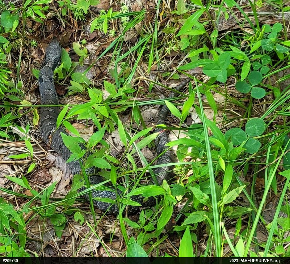 Eastern Hog-nosed Snake