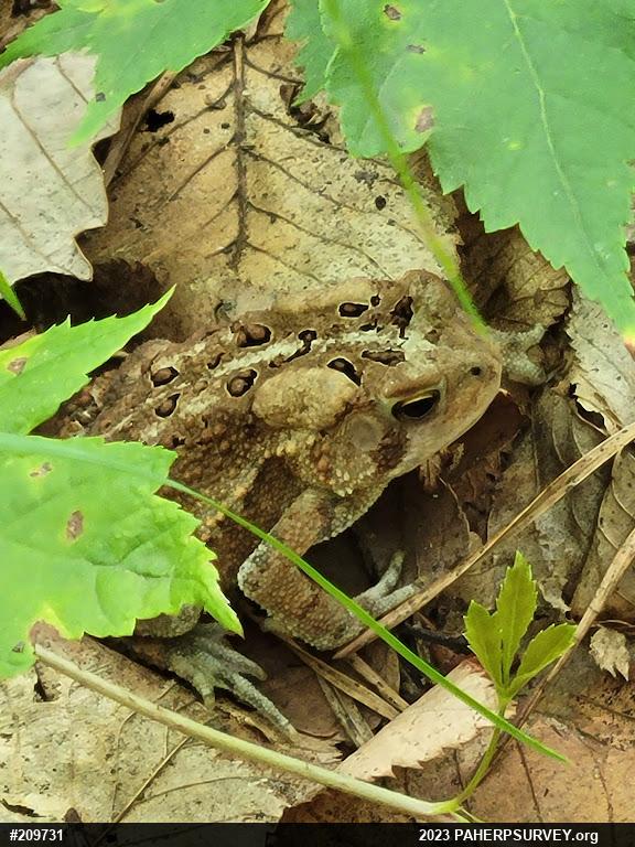 Eastern American Toad