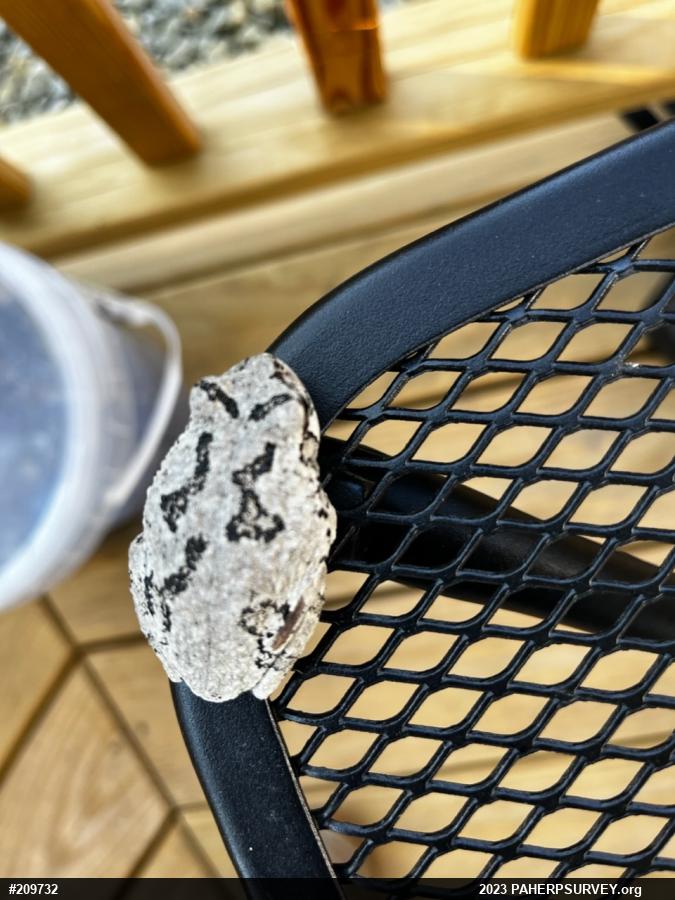 Unknown Gray Treefrog