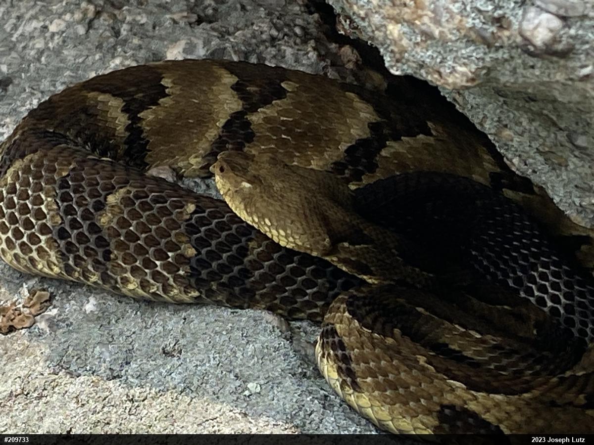 Timber Rattlesnake