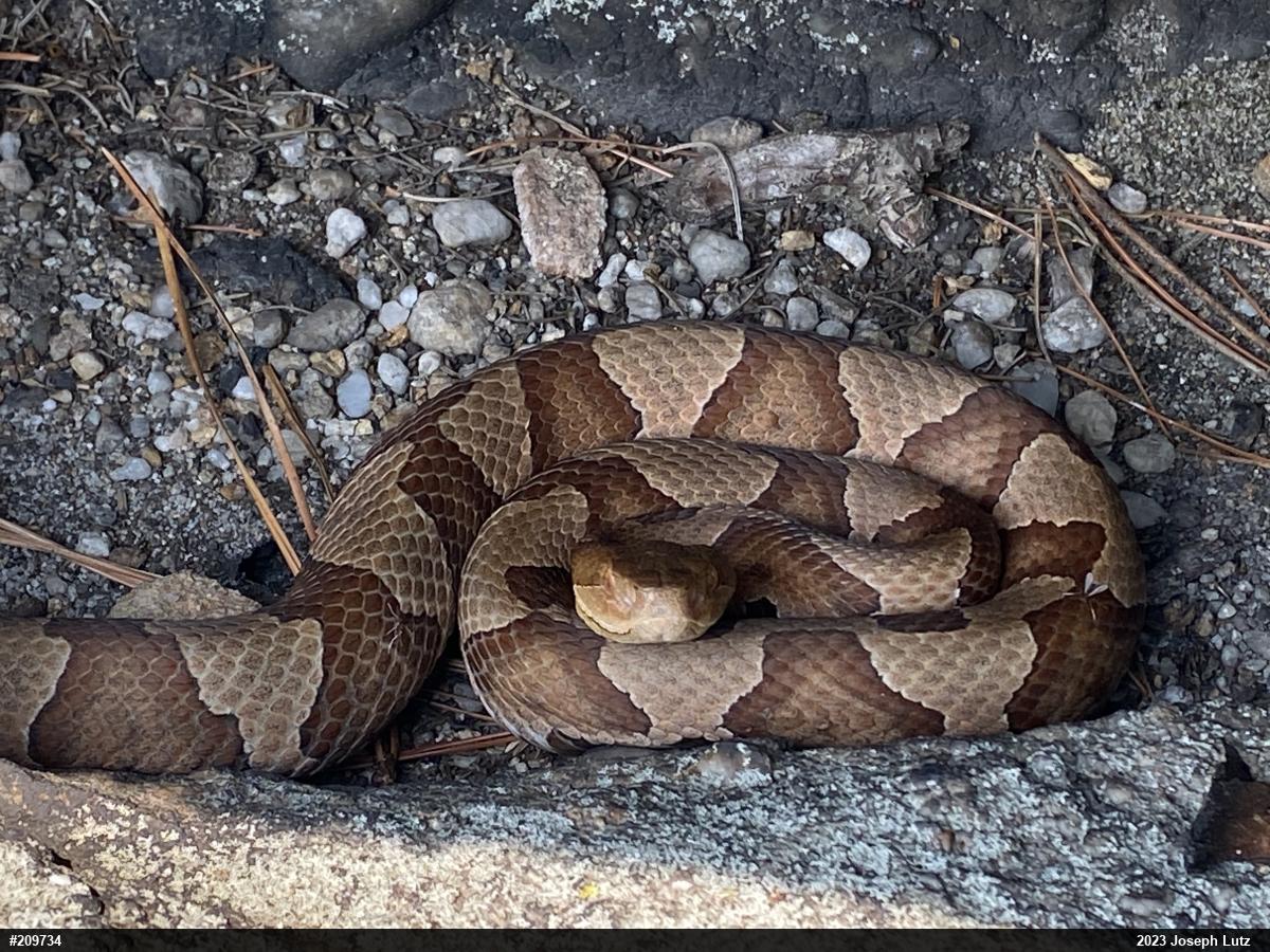 Northern Copperhead