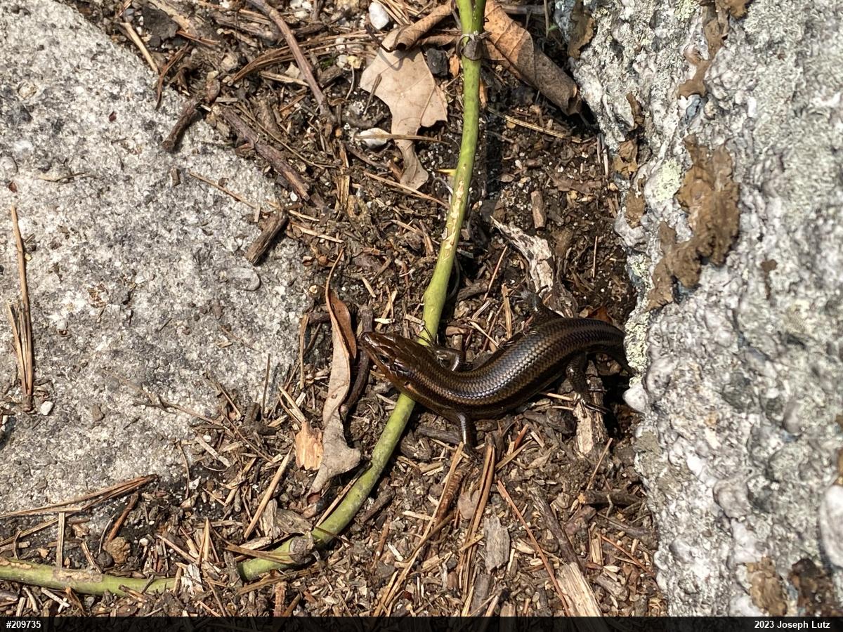 Common Five-lined Skink