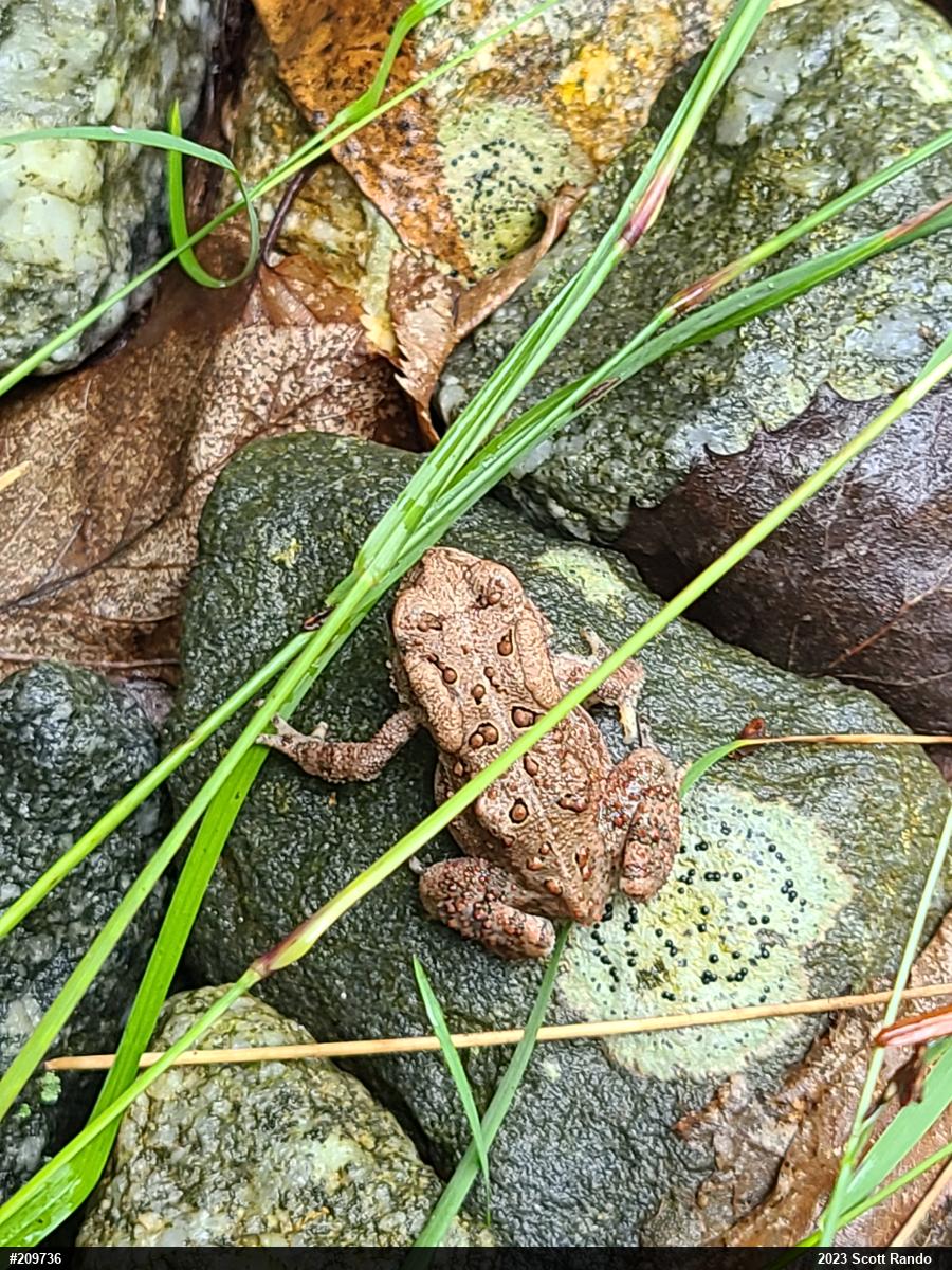 Eastern American Toad