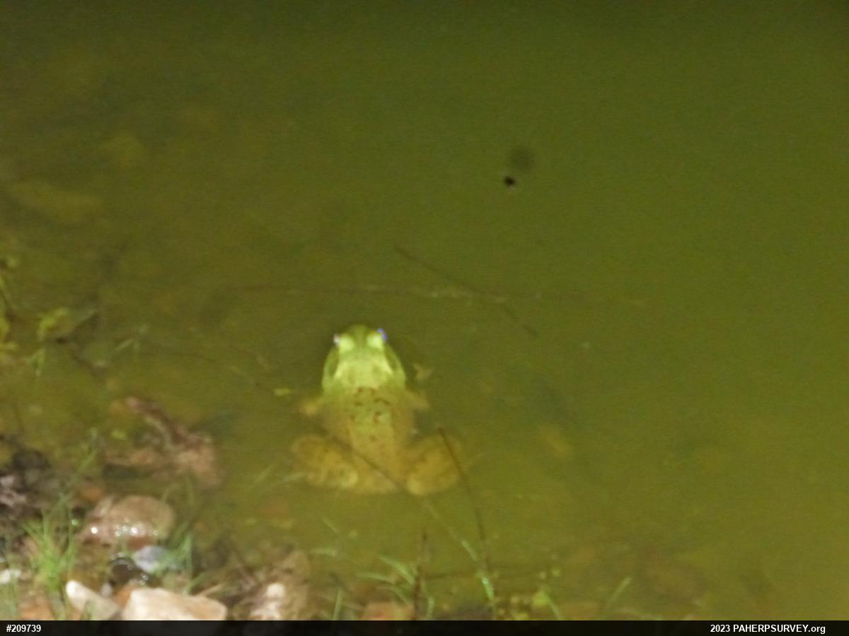 American Bullfrog