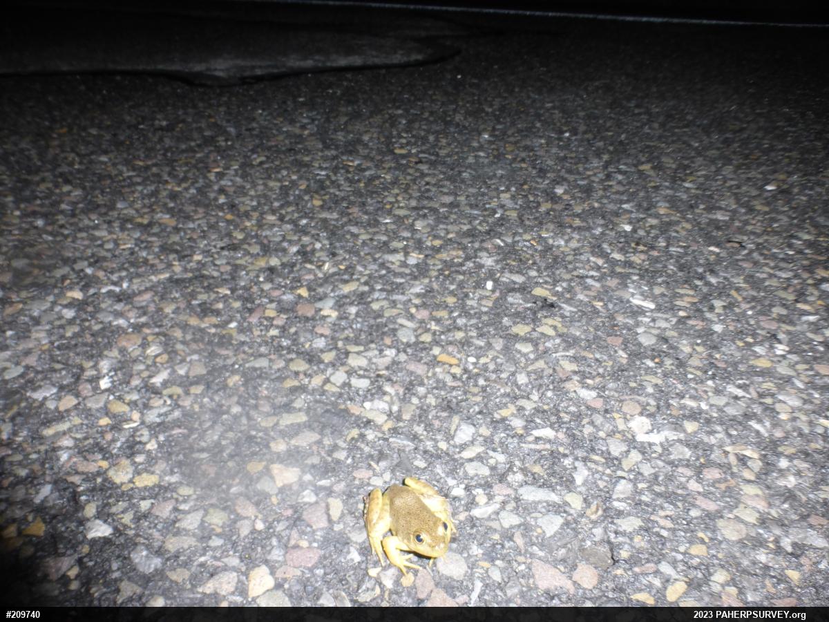 American Bullfrog