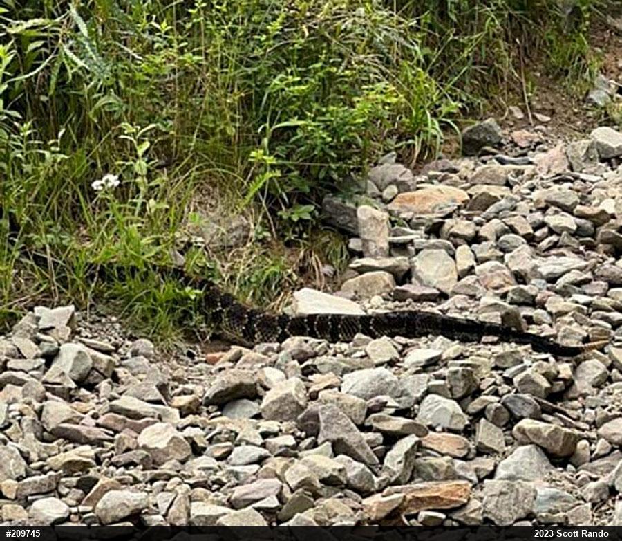 Timber Rattlesnake