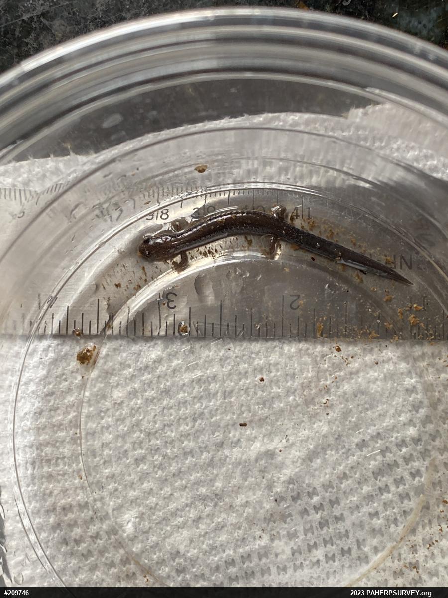 Eastern Red-backed  Salamander