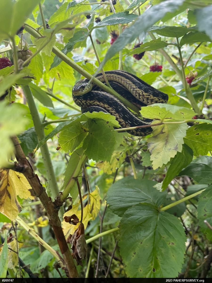Eastern Gartersnake
