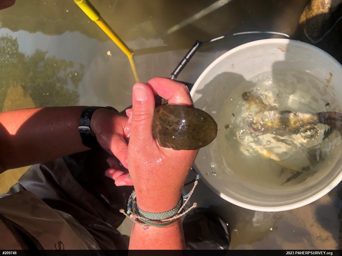 Eastern Hellbender