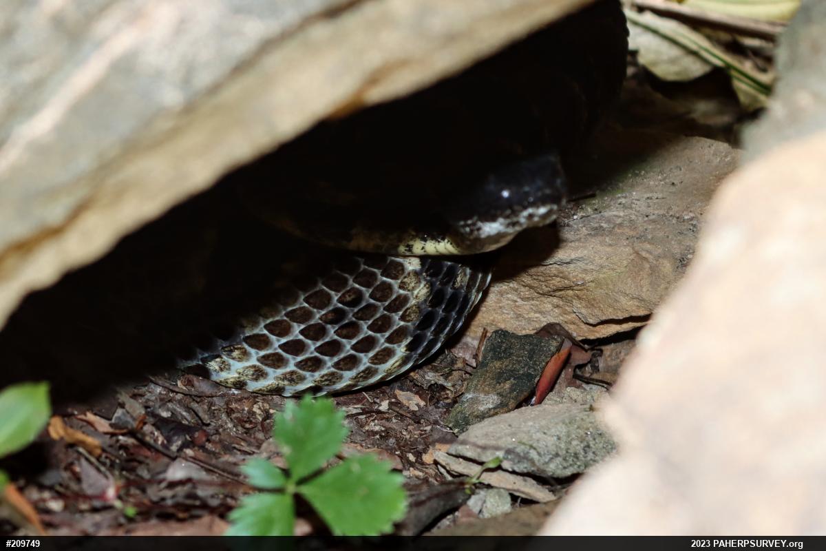 Timber Rattlesnake