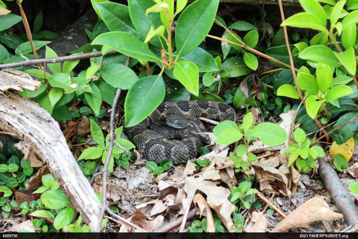 Timber Rattlesnake