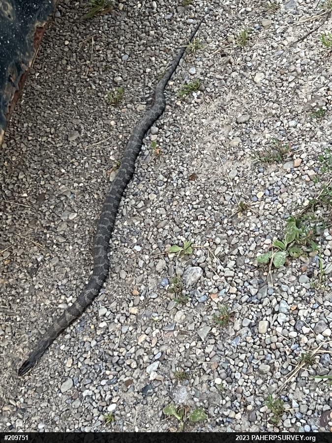 Northern Watersnake