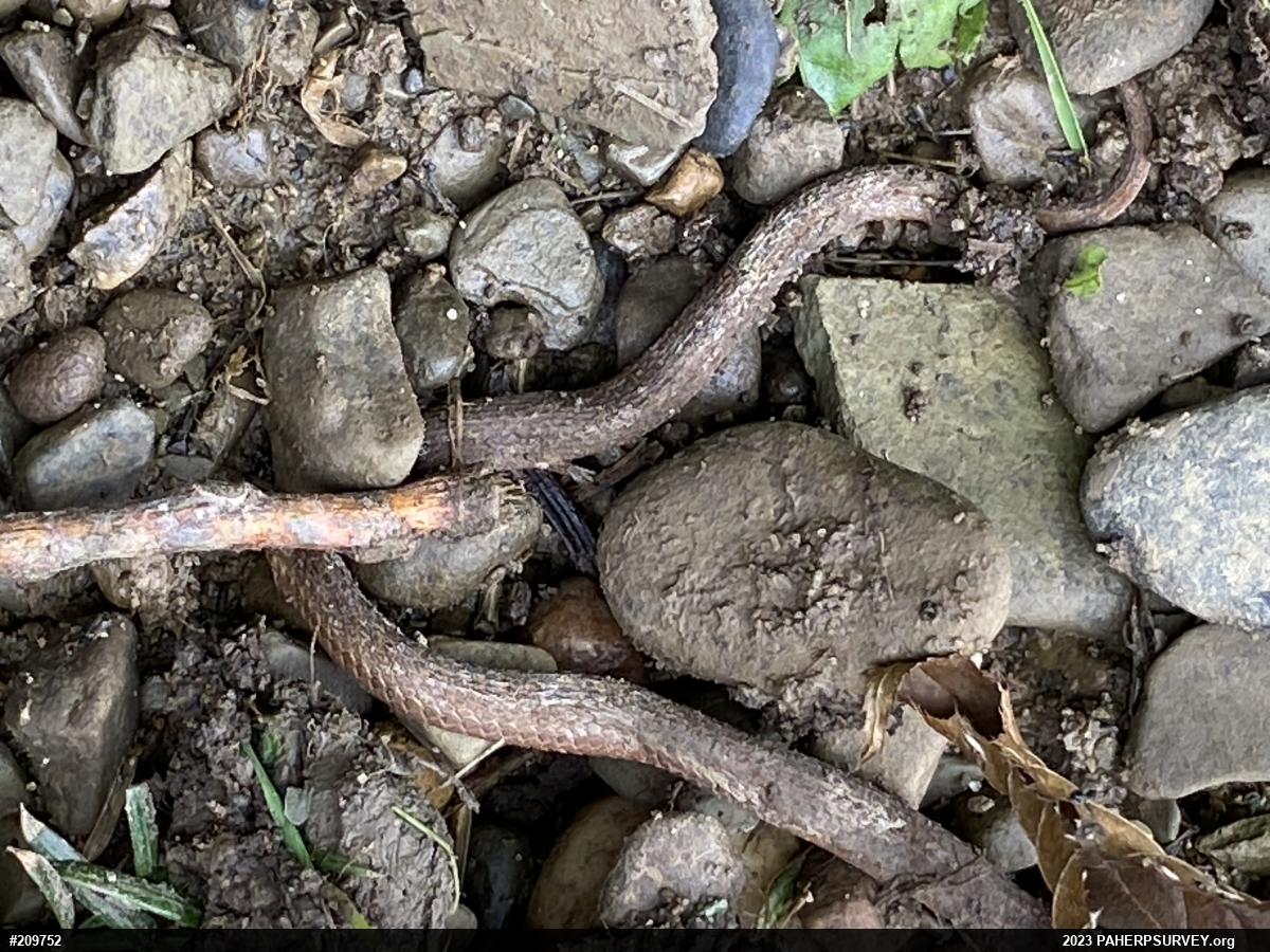 Red-bellied Snake
