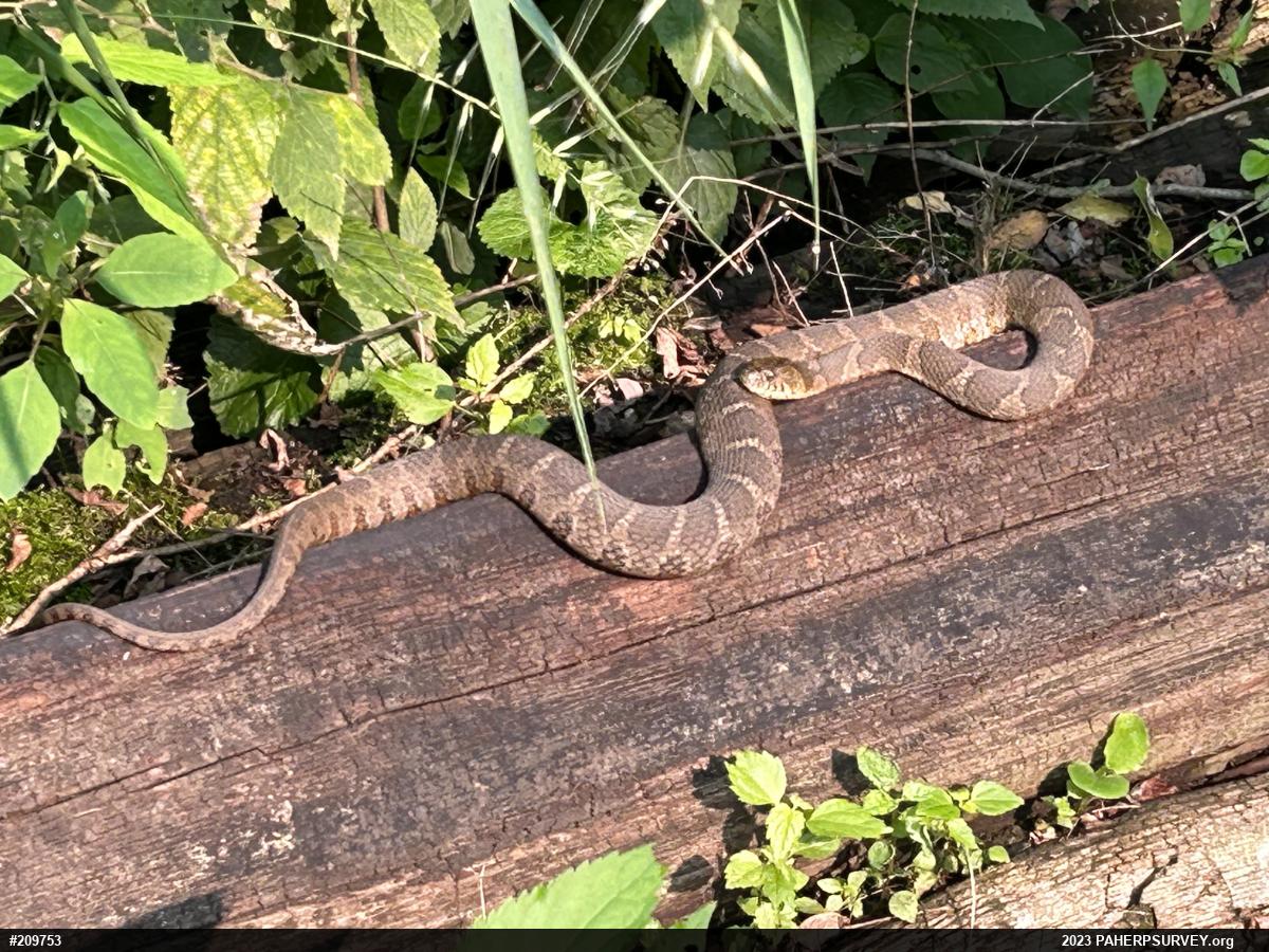 Northern Watersnake
