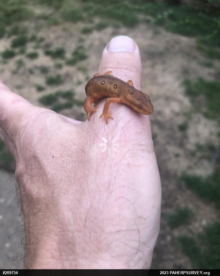 Red-spotted Newt