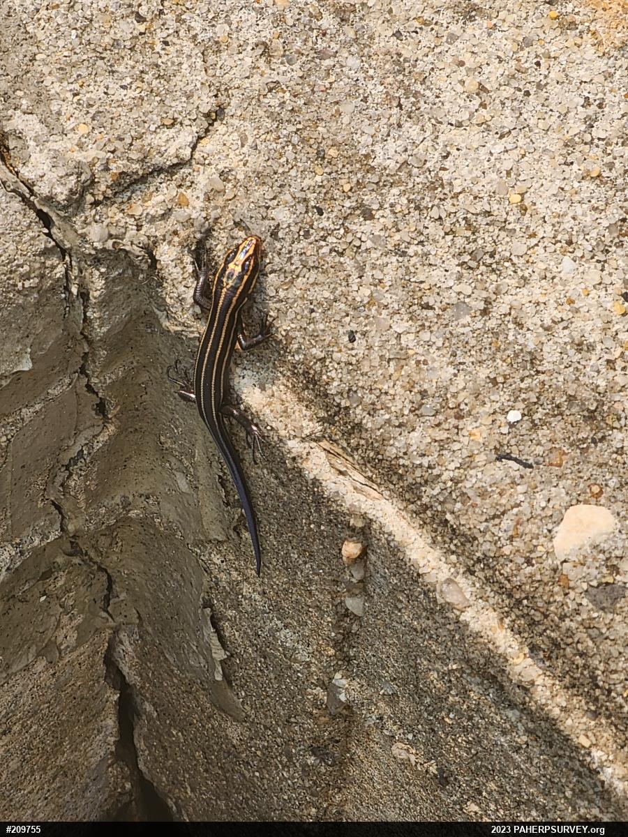 Common Five-lined Skink