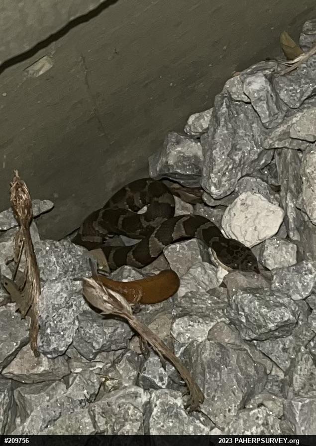 Northern Watersnake