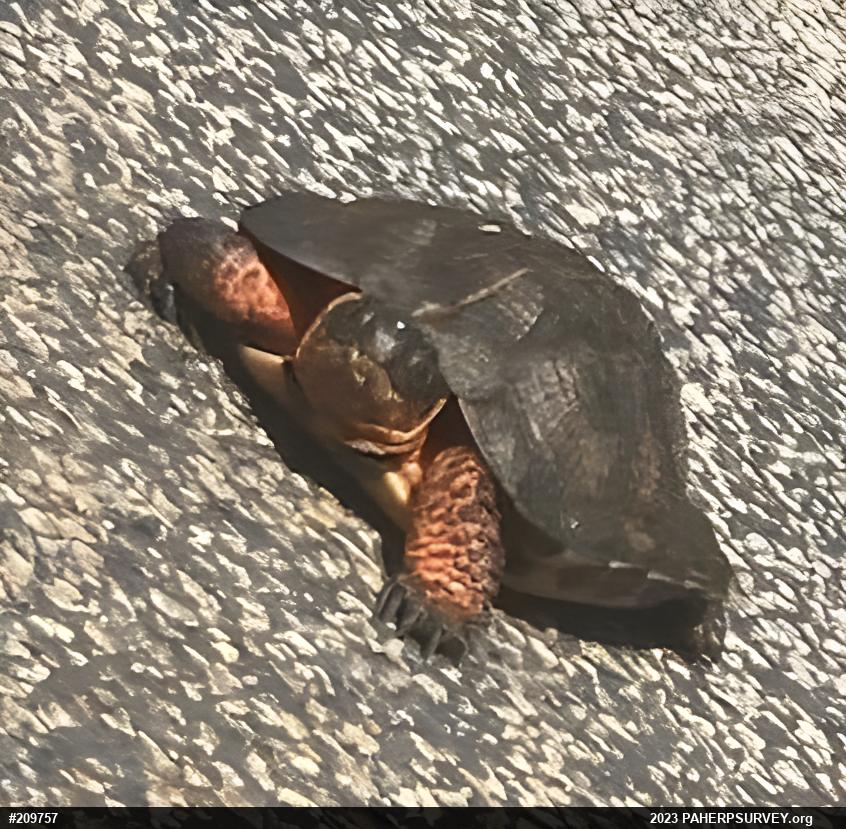 Wood Turtle