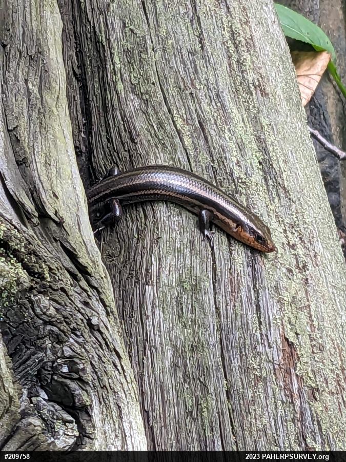 Common Five-lined Skink