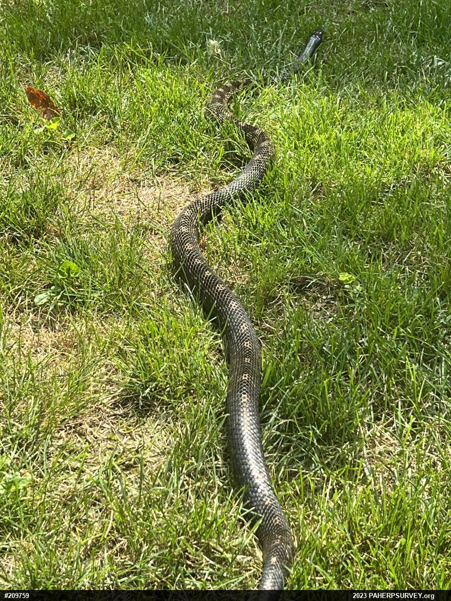 Eastern Ratsnake