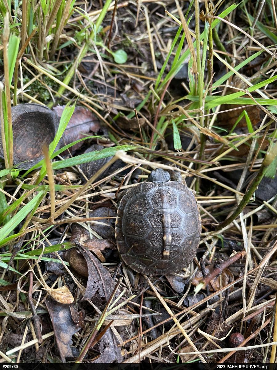 Eastern Box Turtle
