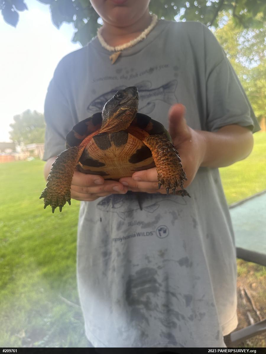 Wood Turtle