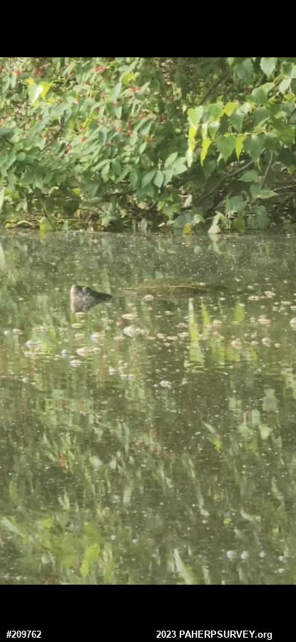 Snapping Turtle