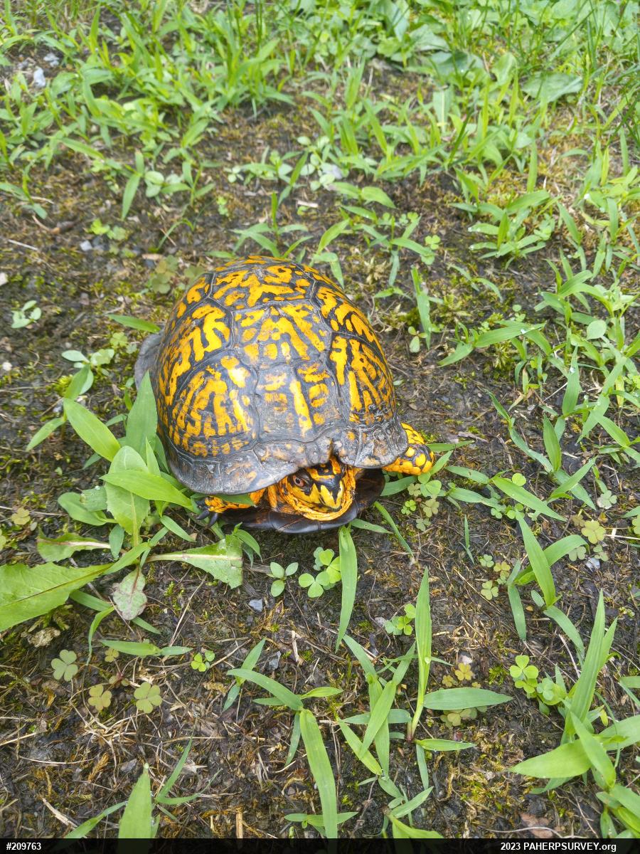 Eastern Box Turtle