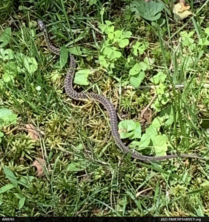 Eastern Gartersnake