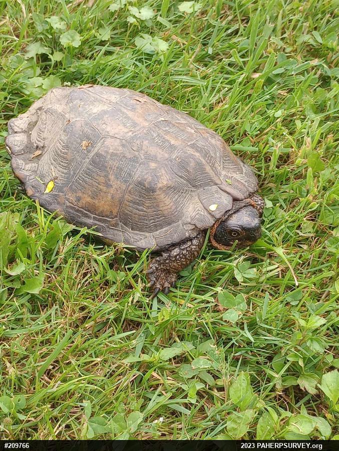 Wood Turtle