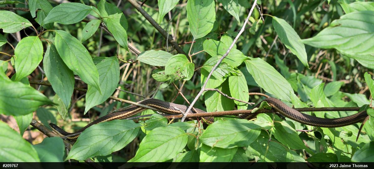 Queensnake