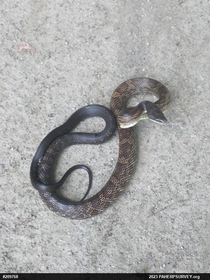 Eastern Ratsnake