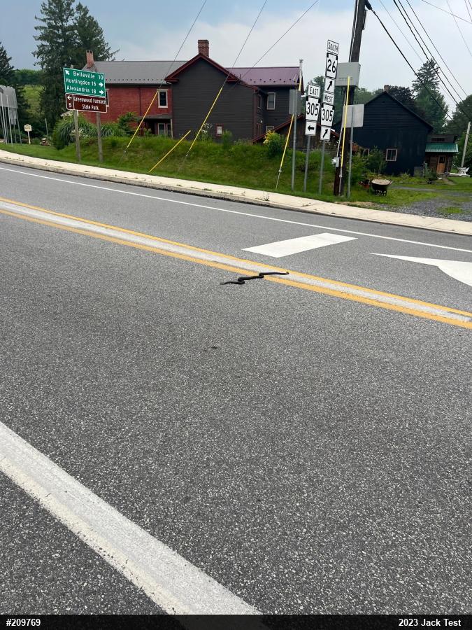 Eastern Ratsnake