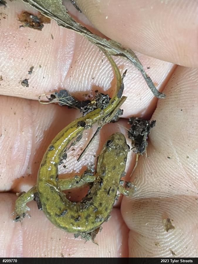 Northern Dusky Salamander