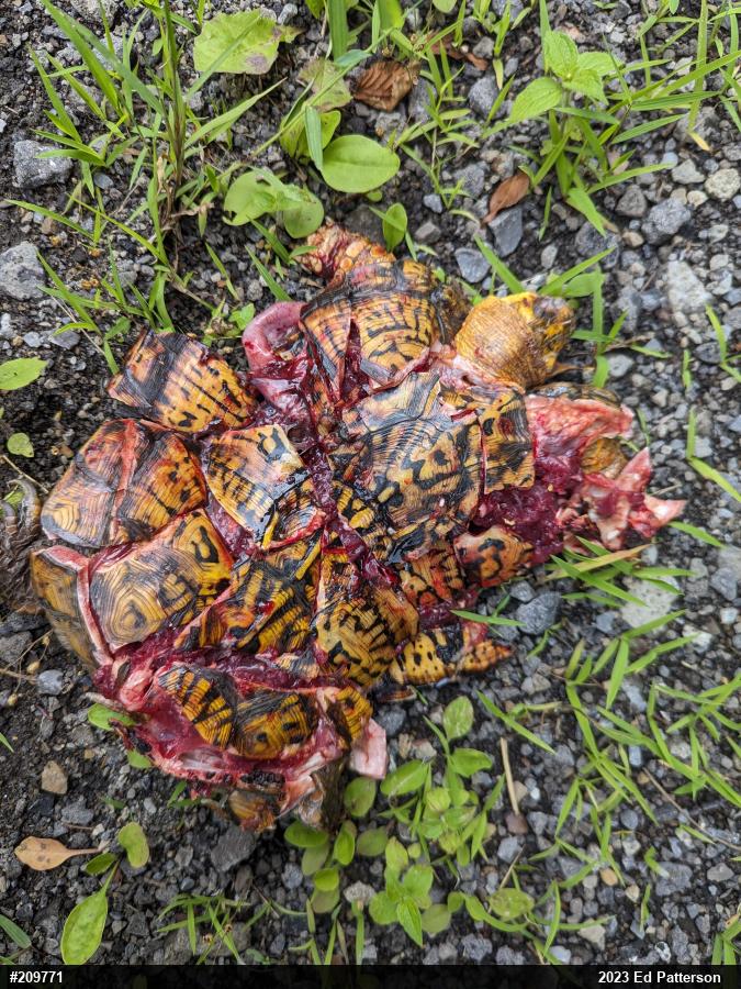 Eastern Box Turtle