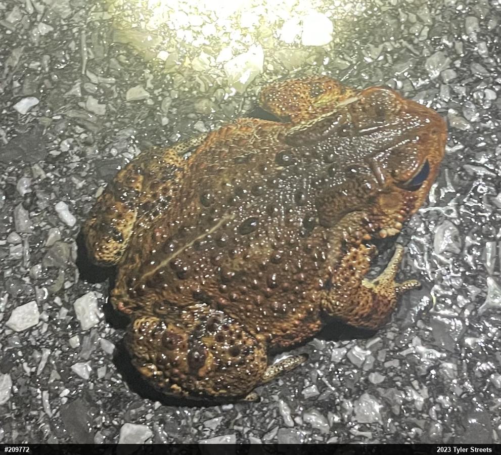 Eastern American Toad