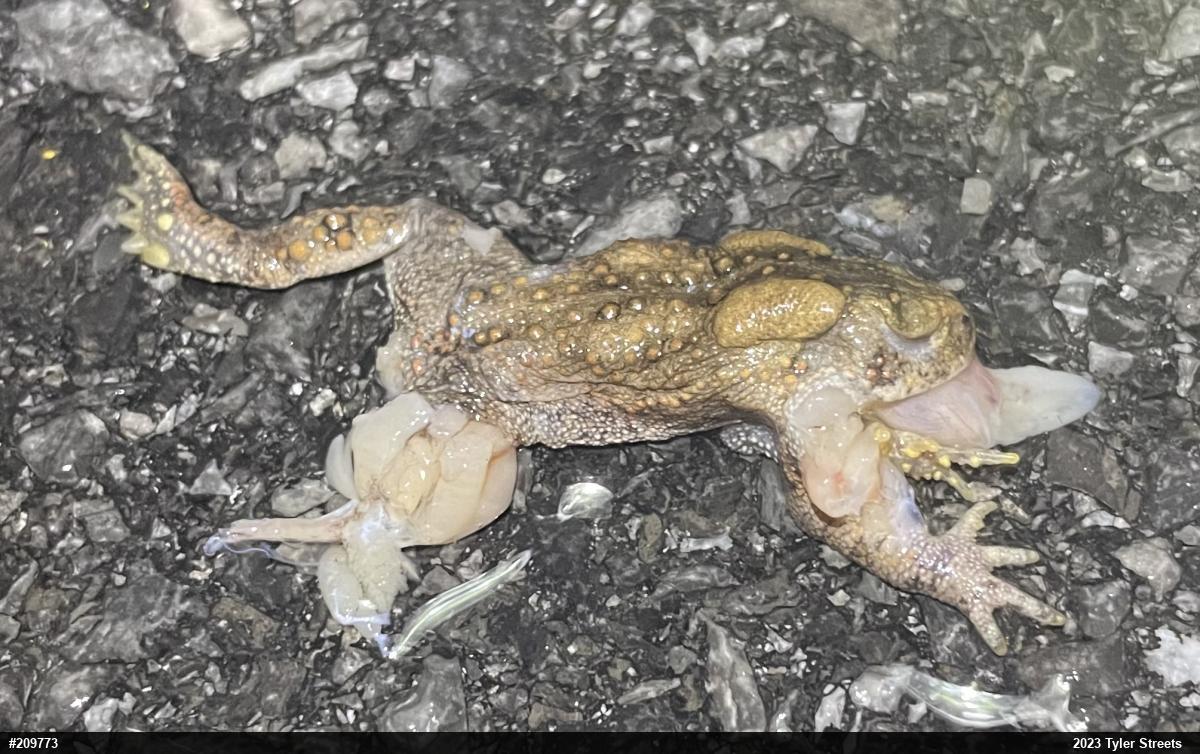 Eastern American Toad