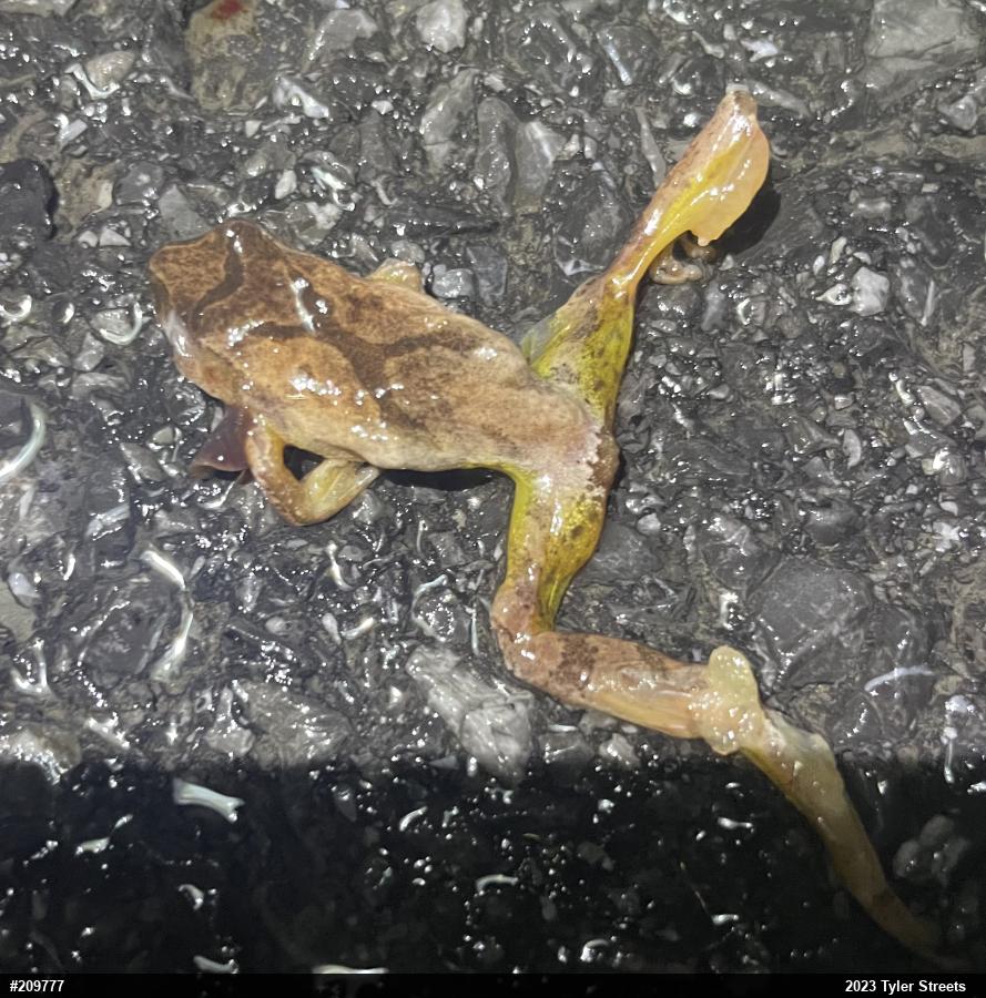 Spring Peeper