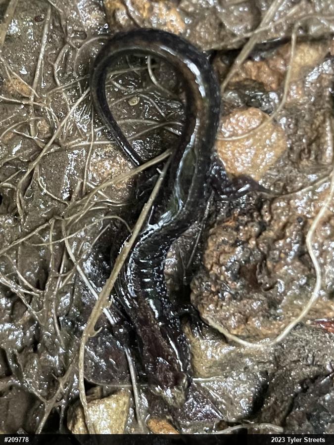 Allegheny Mountain Dusky Salamander